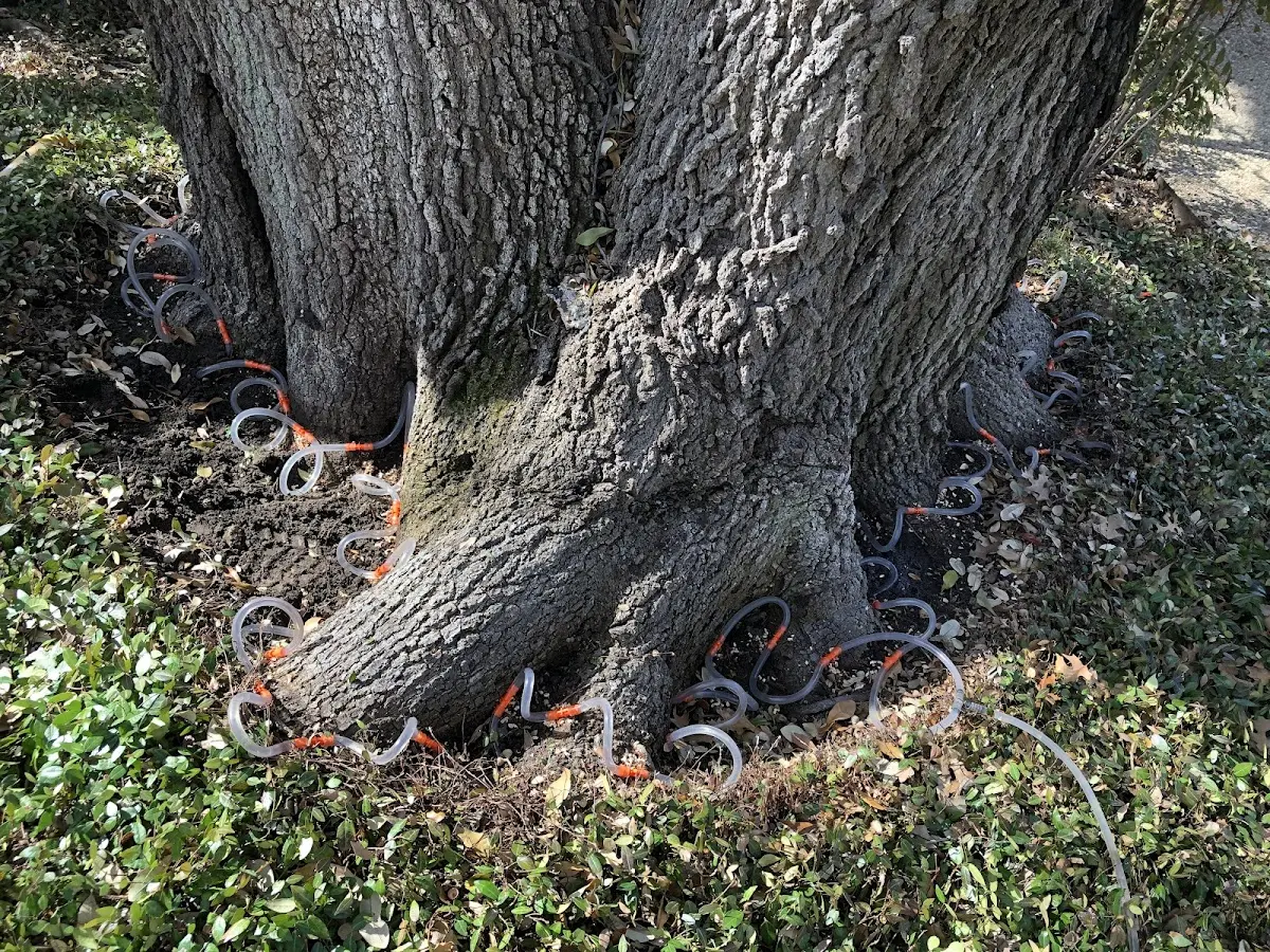 Detailed Tree Cabling and Bracing job site in Shannon