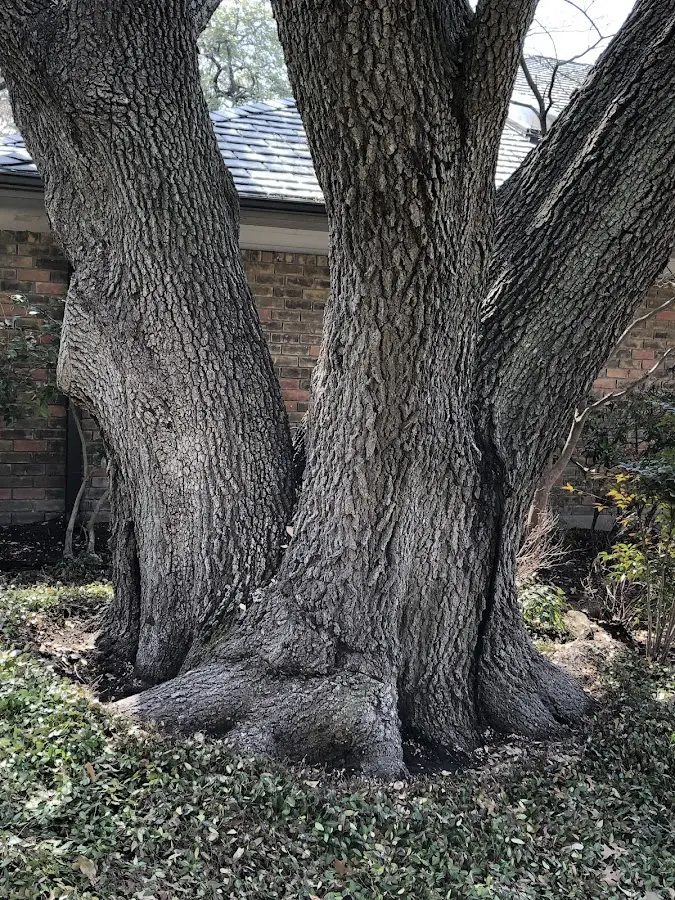 Mature heritage tree close to a Shannon property cared for by certified arborists